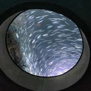 Meet your Posher, Paul